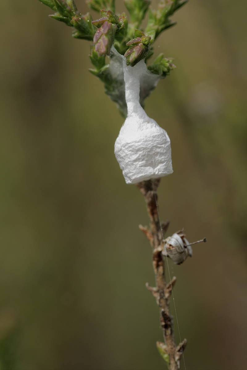 Acroeca brunnea Liocranidae Spinnen  Seedorf Mai 08x groß.jpg