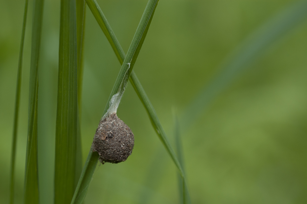 DSC_7361_doku.jpg