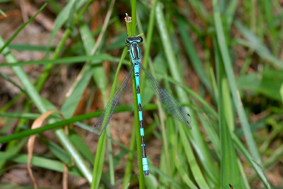 3 Coenagrion hastulatum Speer-Azurjungfer (33).JPG