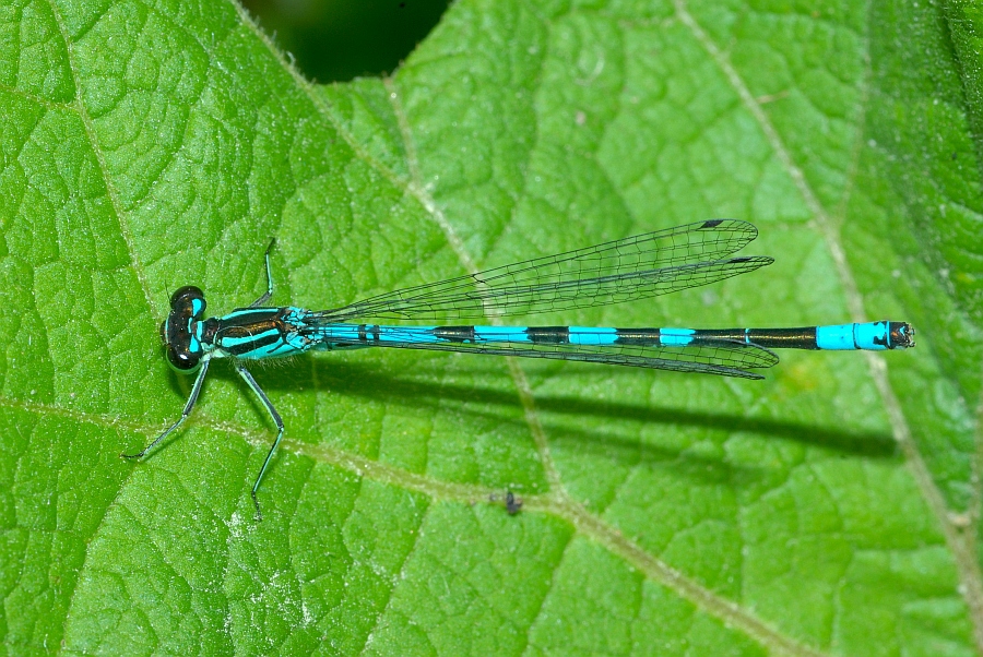 1 Coenagrion hastulatum Speer-Azurjungfer (17).JPG