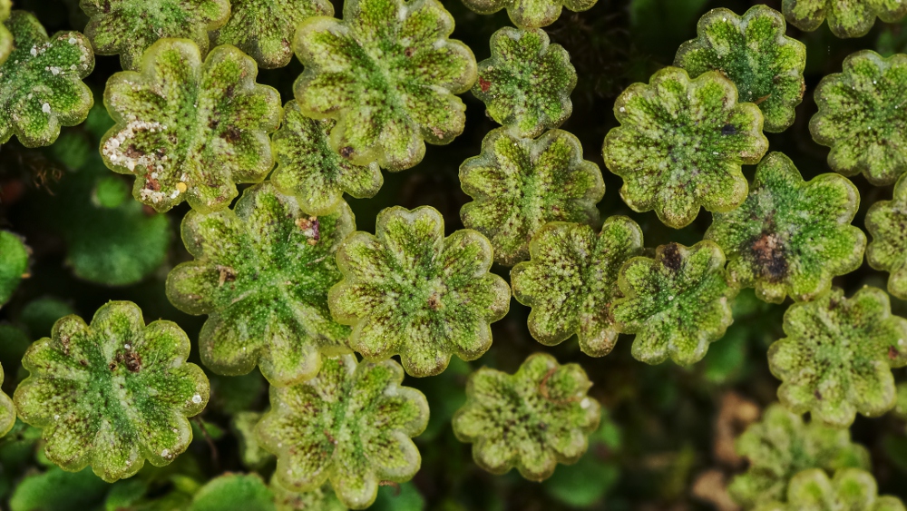 Marchantia-M-draufsicht-upload.jpg