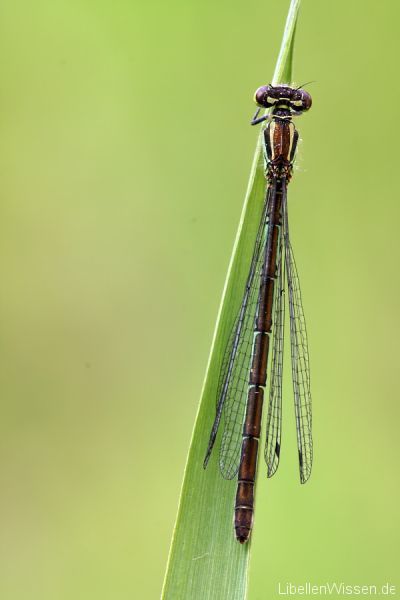 coenagrion_hastulatum_weibchen_von_oben.jpg