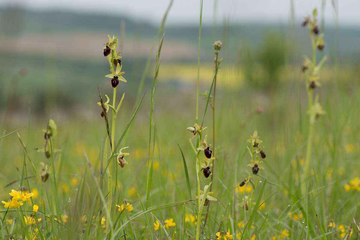 sphegodes_habitat2.jpg