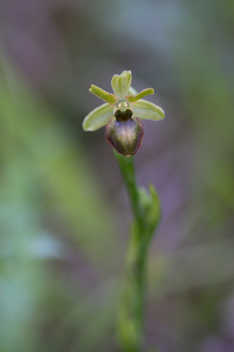 sphegodes_var_viridis.jpg