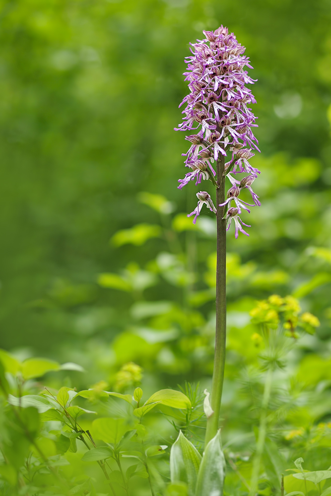 Orchis-x-angusticruris-OG110031.jpg