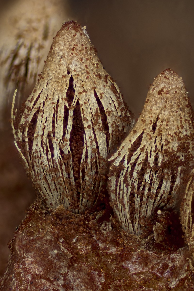 02664_D7100_Nikon5_6zu1_Gymnosporangium_fuscum_0012.JPG