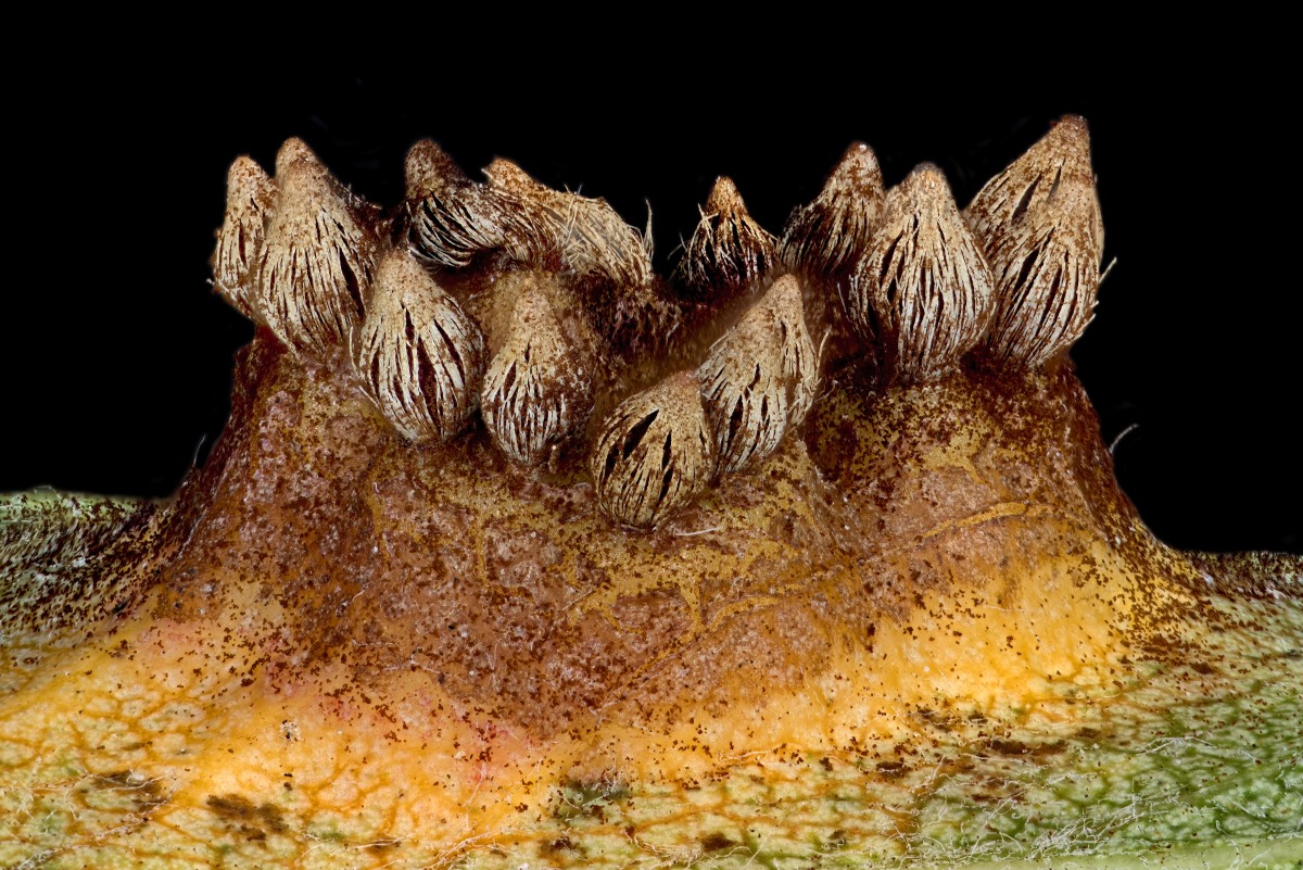 02660_Nikon105_2zu1_Gymnosporangium_fuscum_005.JPG