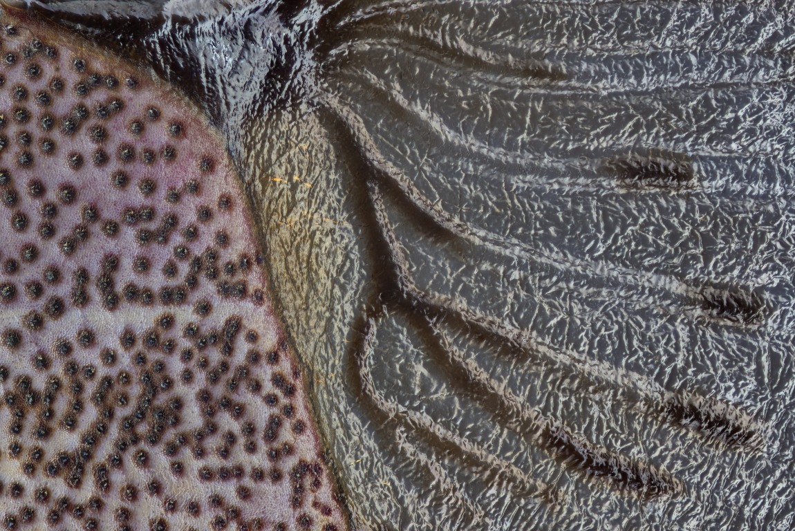 02680_D600_Luminar25_8zu1_Rhaphigaster_nebulosa_001.JPG