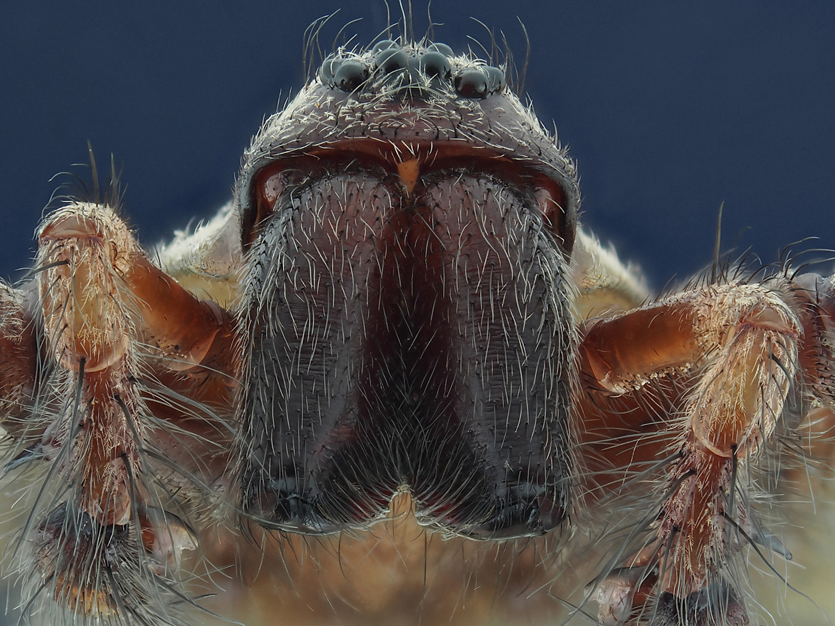 spinne-3-130-st3,5-bw7-bl5,.jpg