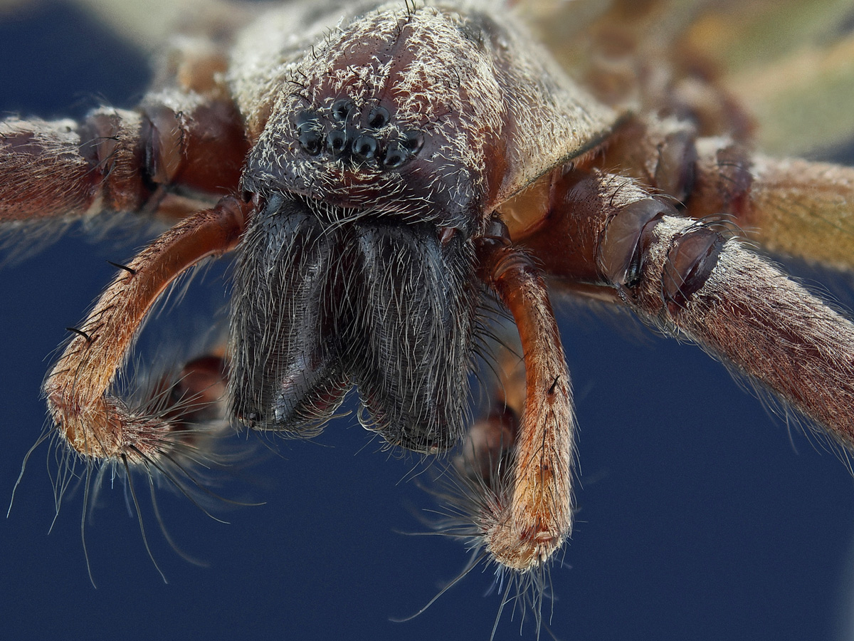 Spinne-vorne-300-st4-bw8-bl.jpg