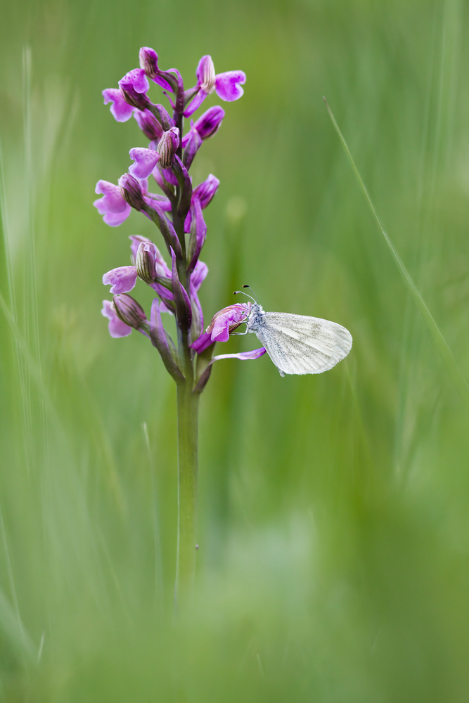 20130519_2530-tintenfleck.jpg