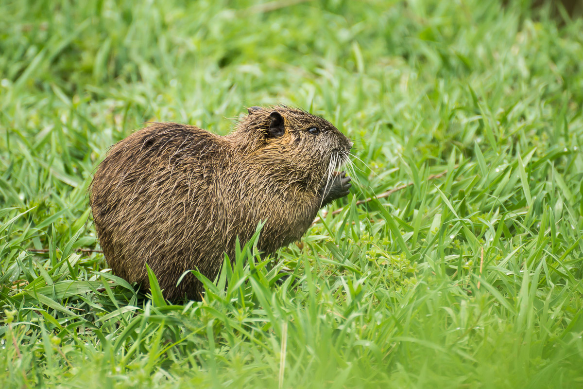 Nutria_04.jpg