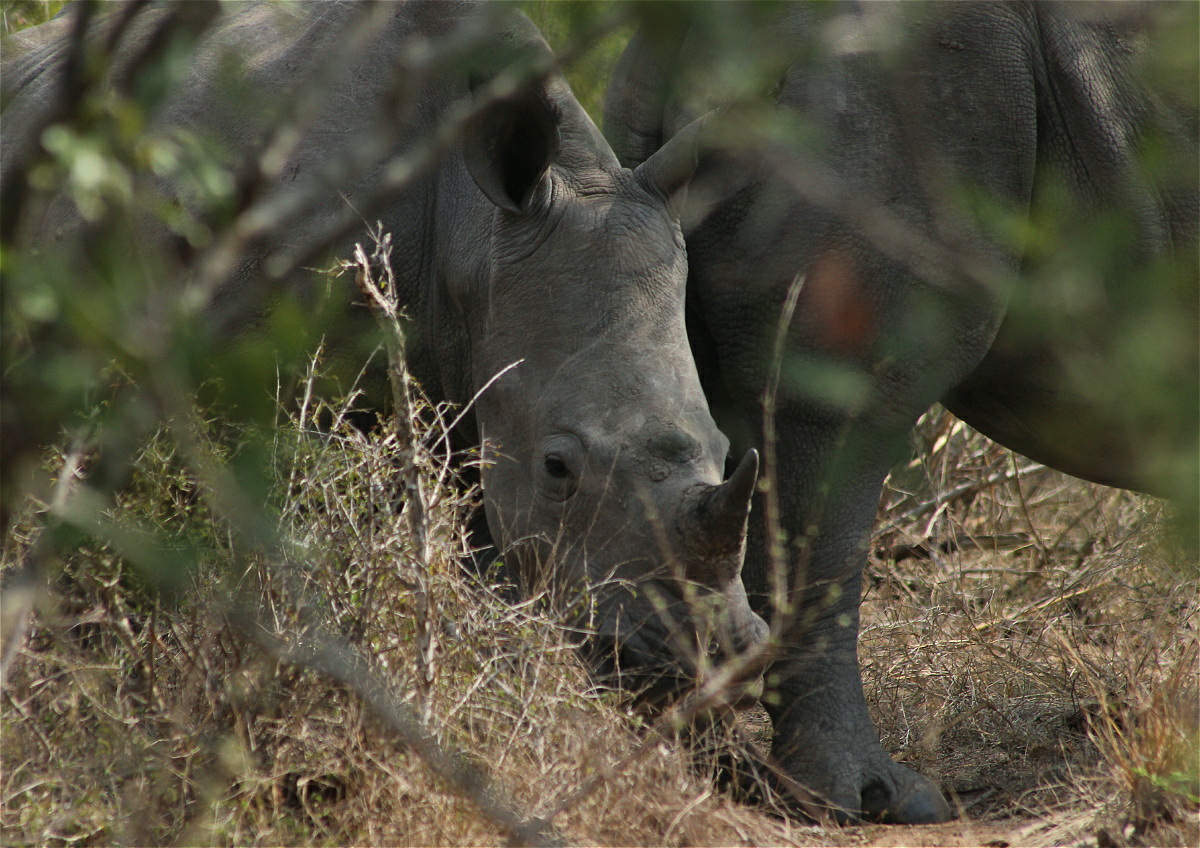 white rhino05 makro.jpg