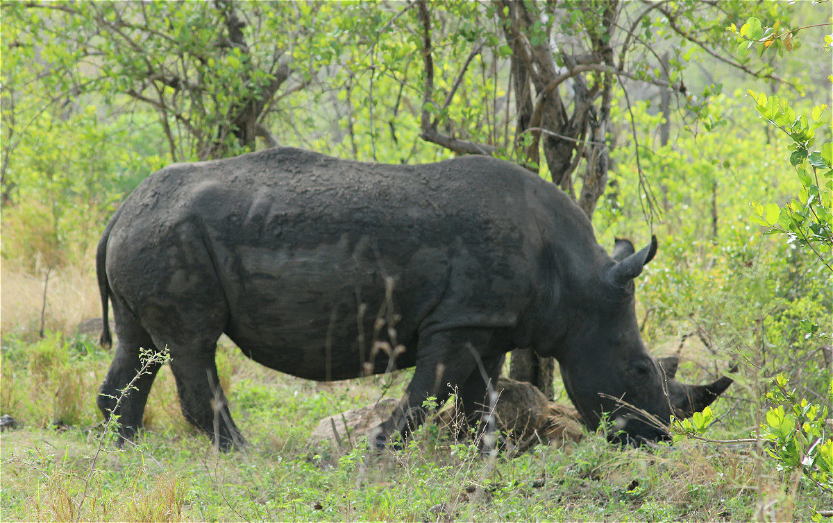 white rhino03 makro.jpg