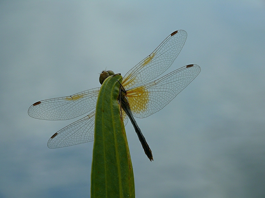 Sympetrum flaveolum Gefleckte Heidelibelle (11).JPG