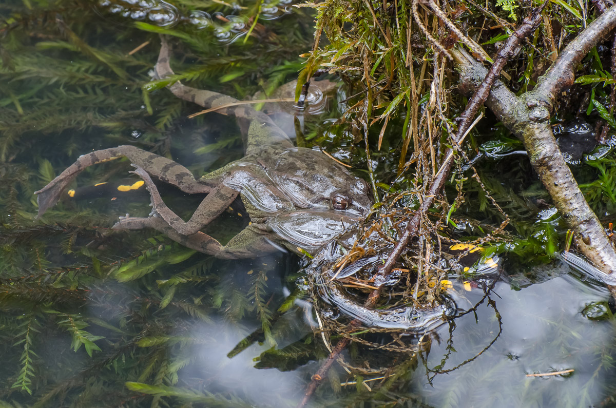 FroschSalamander-1.jpg