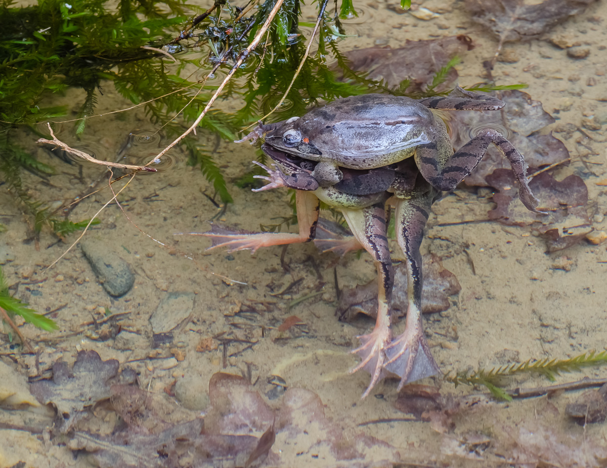 FroschSalamander-4.jpg