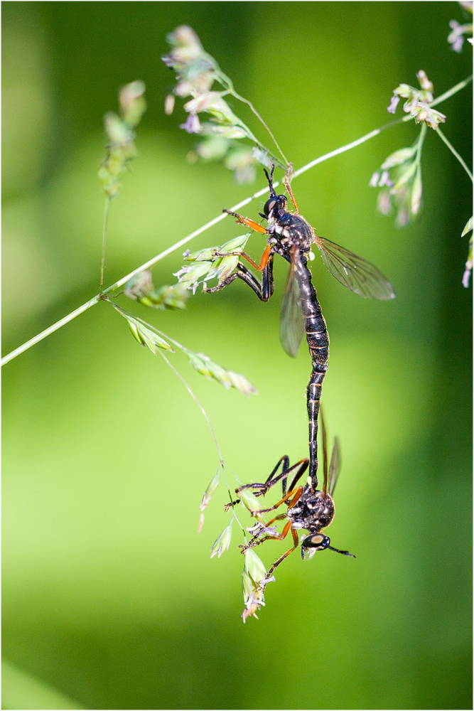 Dioctria-rufipes---Höcker-Habichtsfliege-paarung.jpg