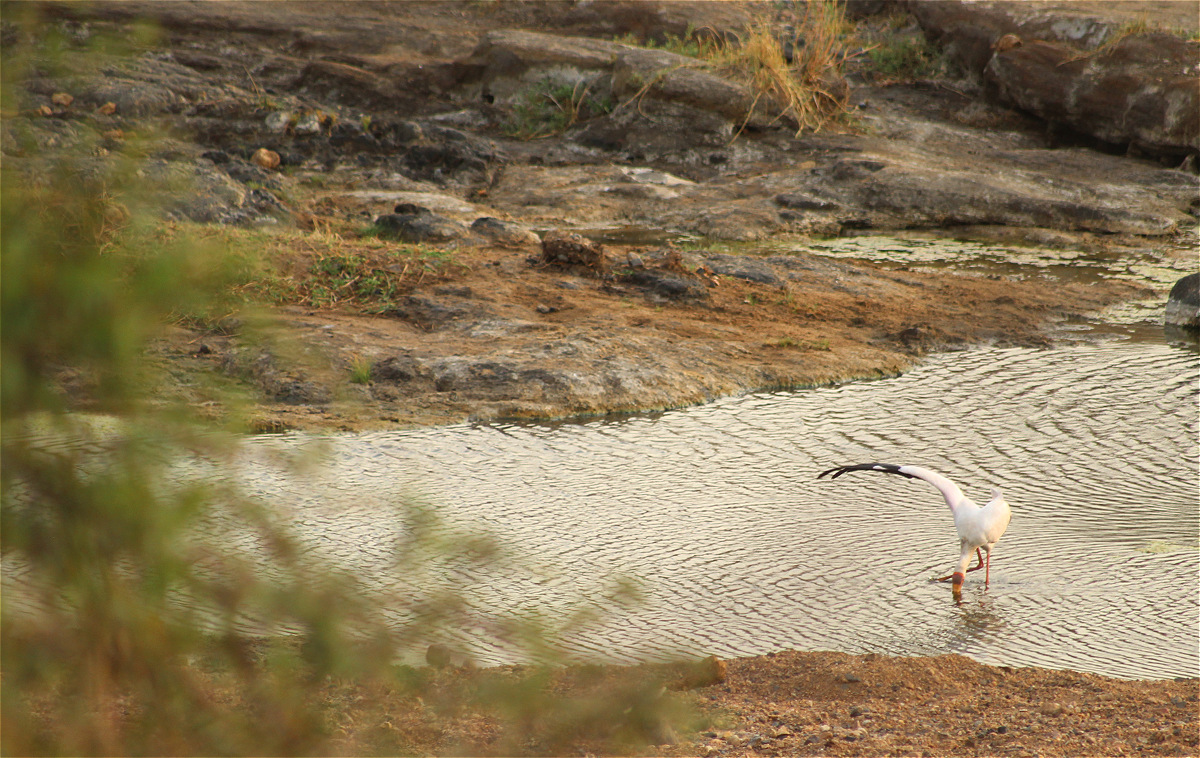 yellow billed stork01makro.jpg