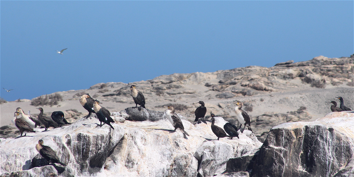 cormorants02makro.jpg