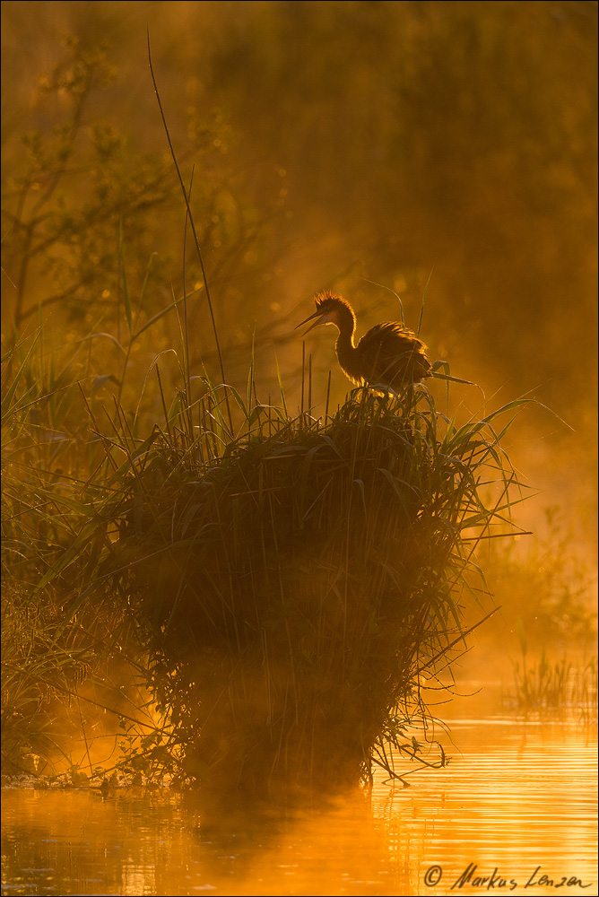 Nachwuchs vom Purprreiher bei Sonnenaufgang - ML_00252_20160610-2.jpg