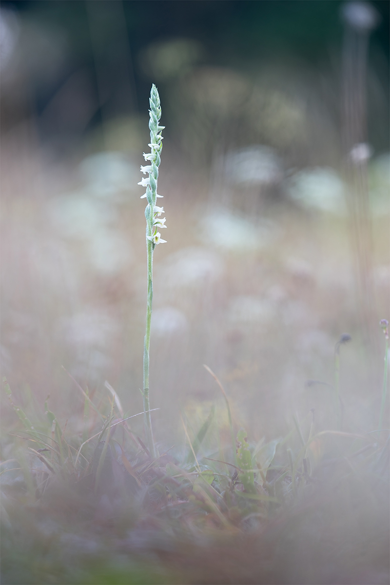 spiranthes2.jpg