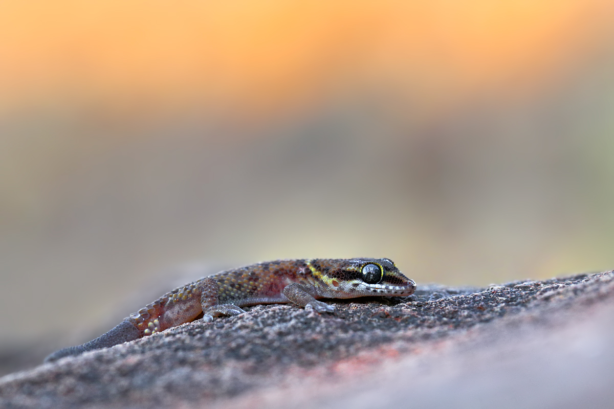 557B8041_7224-pachydactylus scutatus.jpg