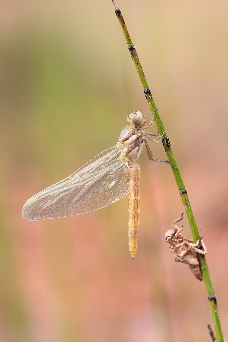 1 Orthetrum-brunneum-m schlupf.jpg