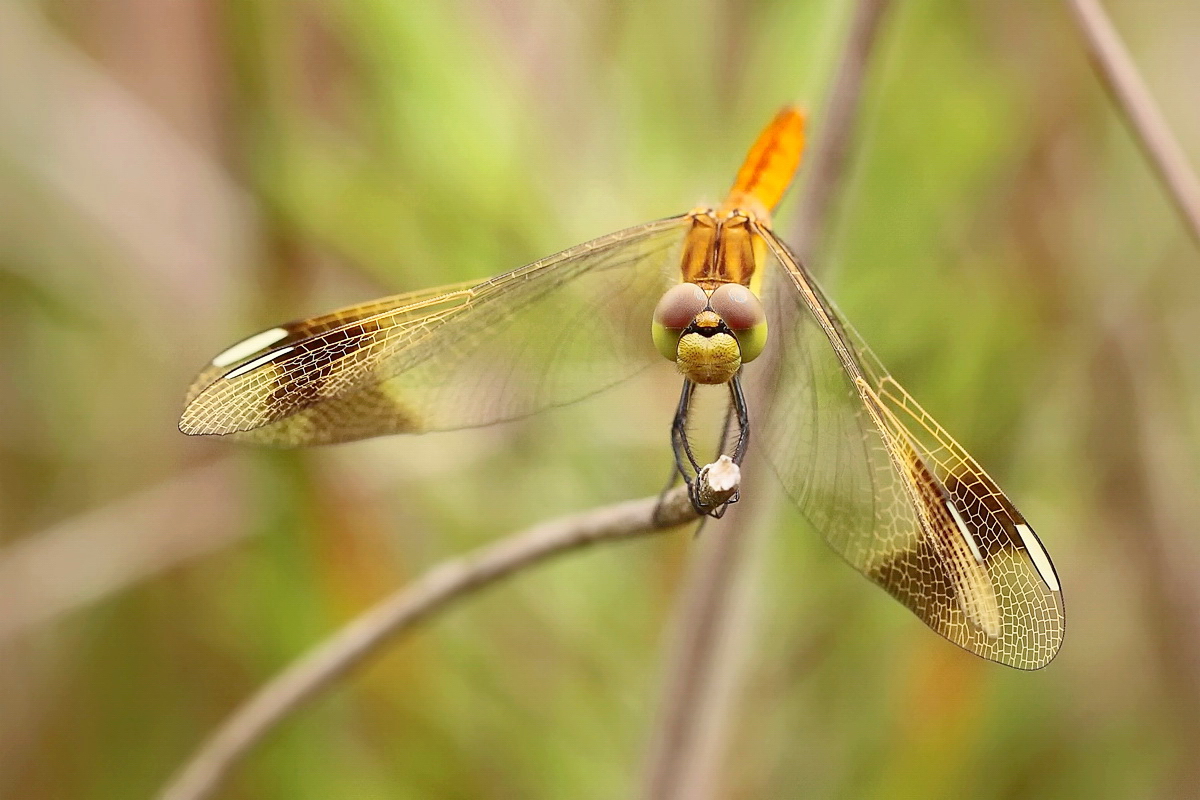 15 Sympetrum pedemontanum w ruhend  2.jpg