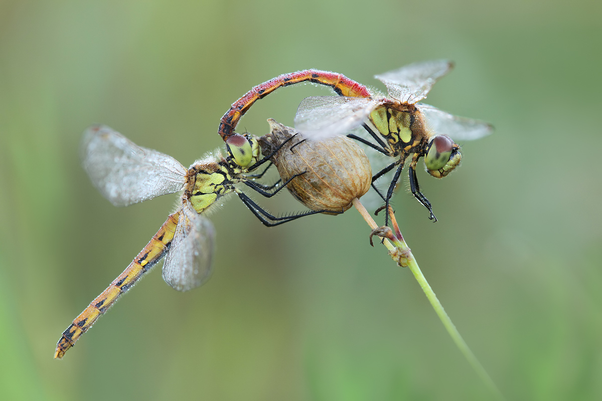 Sympetrum_depressiusculum_tandem_Tropfen_IMG_9926.jpg