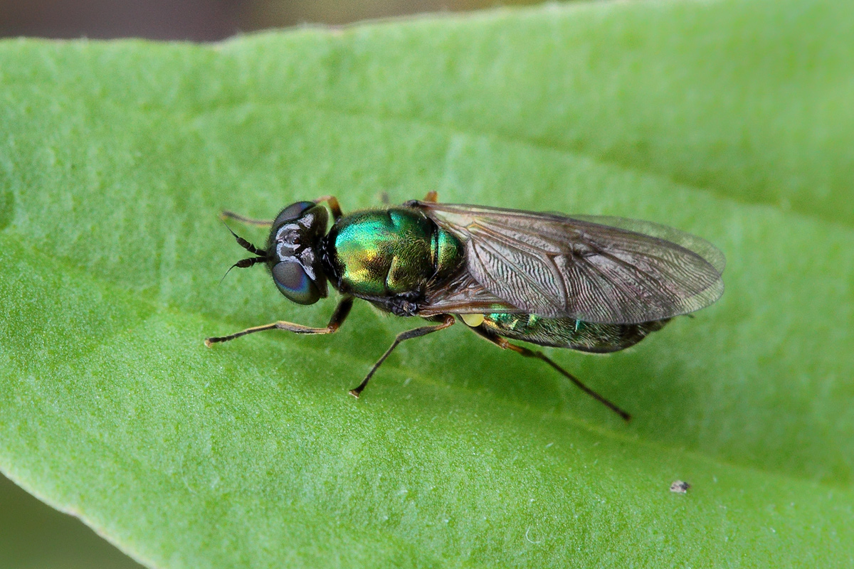 Chloromya spec Waffenfliege Ergersheim Mittelfranken Juni 2011 01.jpg