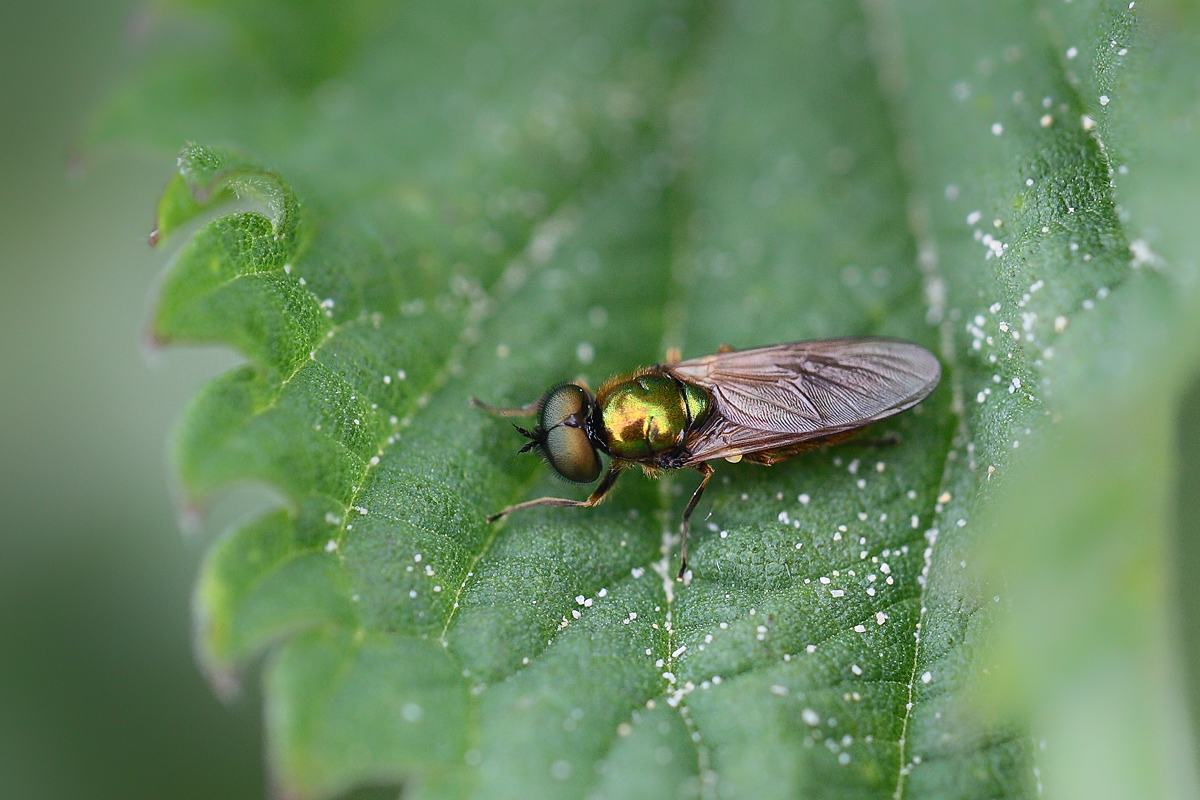 Chloromya spec Waffenfliege Schönbrunn Oberfranken Juni 2012 02.jpg