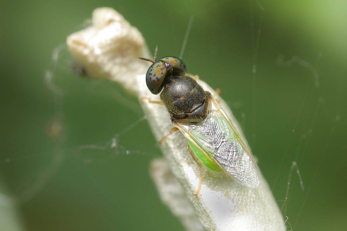 Waffenfliege unbekannt Burgenland Hölle Juni 2009.jpg