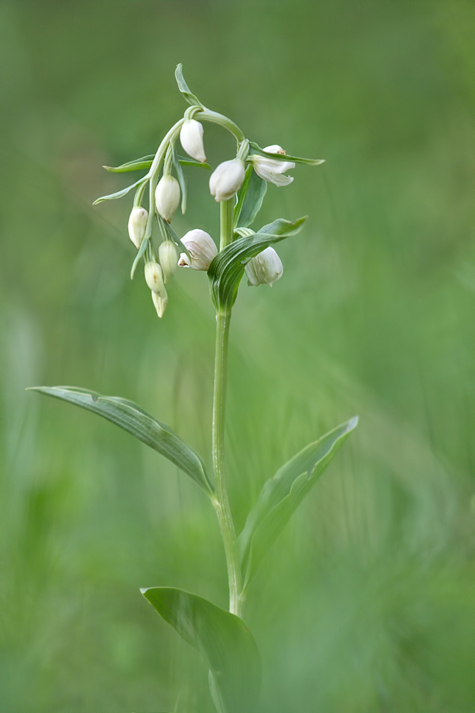 Cephalanthera-damasonium-OG208923.jpg