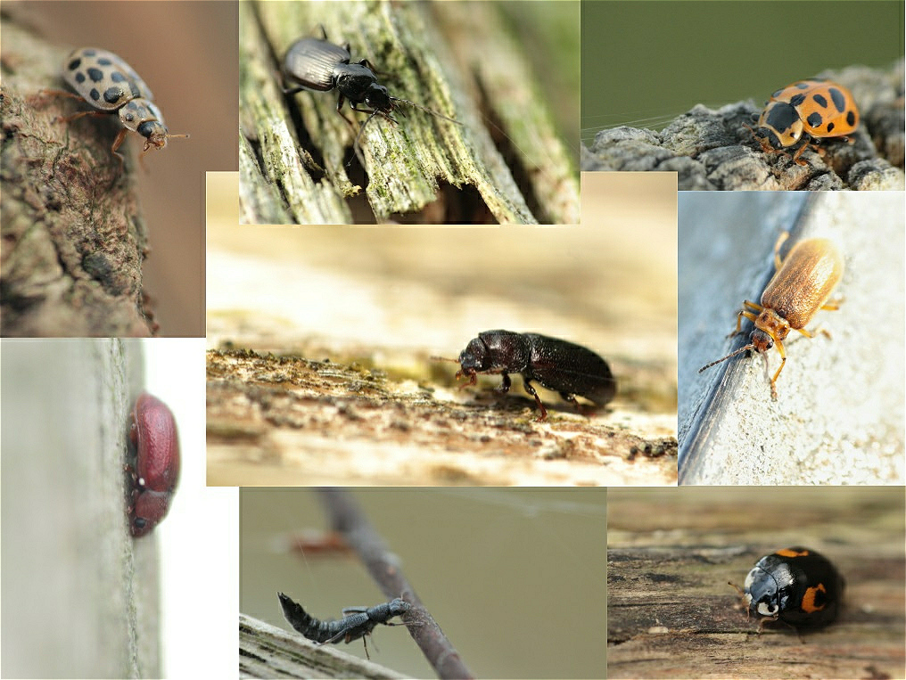 collage käfer makro.jpg