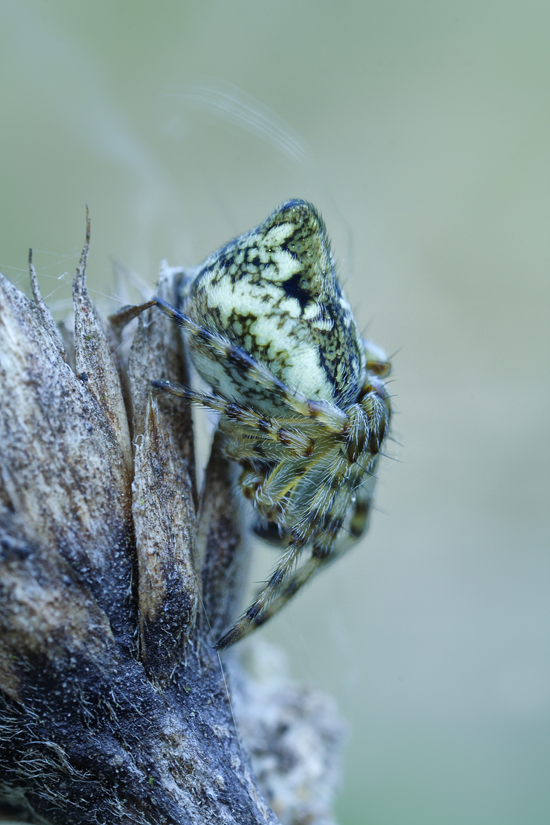 Cyclosa-conica-Araneidae-Sp.jpg