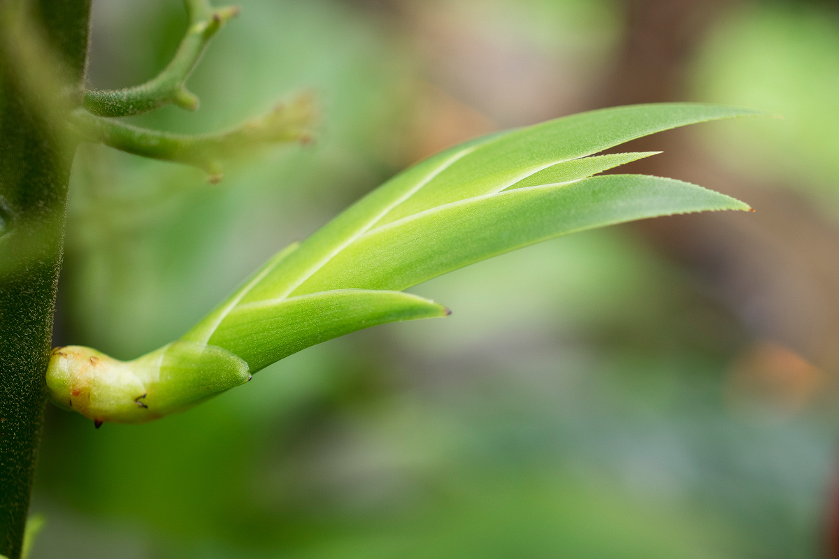 PC281102a-Xiphidium coeruleum-Blatt-verkl.jpg