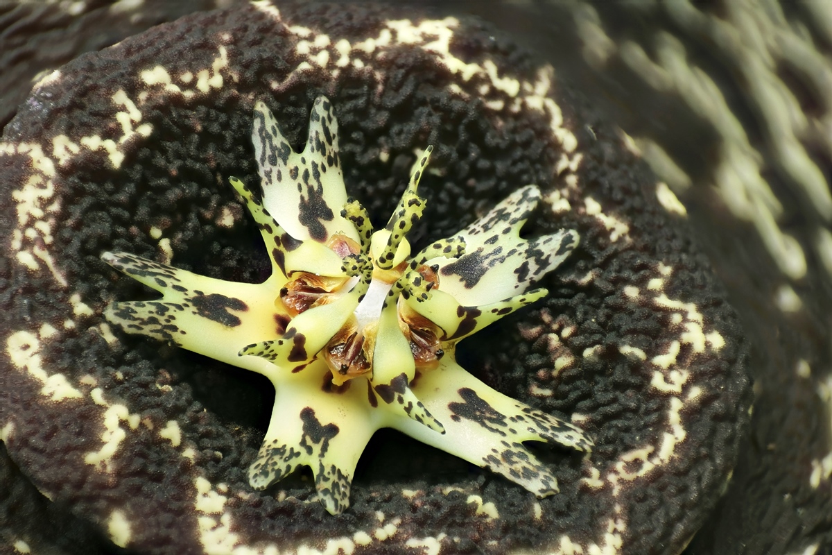 Orbea variegata 2094-1; Apocynaceae (2).JPG