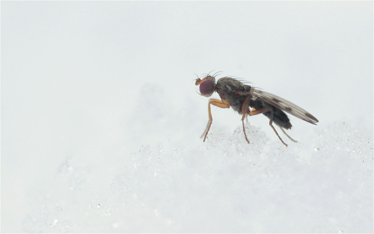 Zitterfliege01makro.jpg