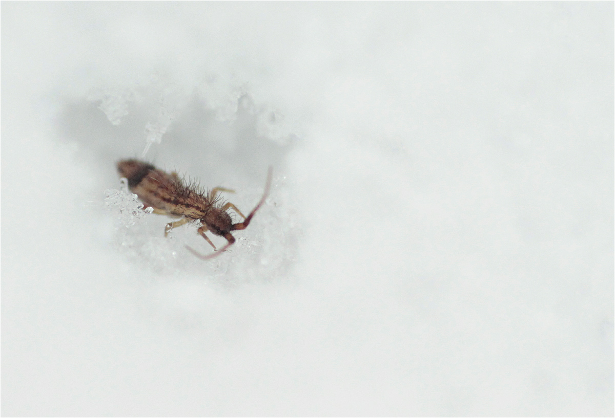 collembola01makro.jpg