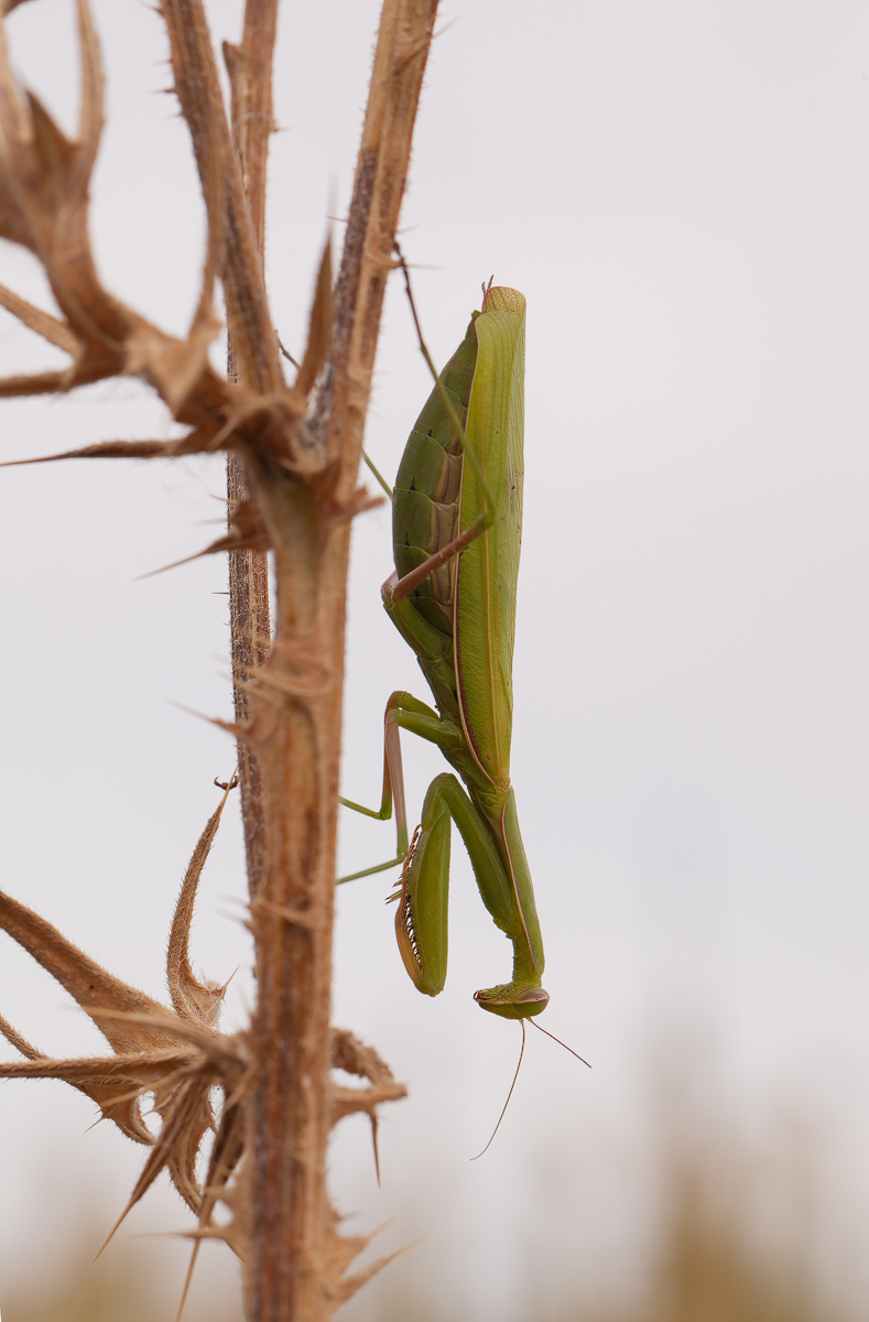 20160903_0296-grünes-Weibchen.jpg