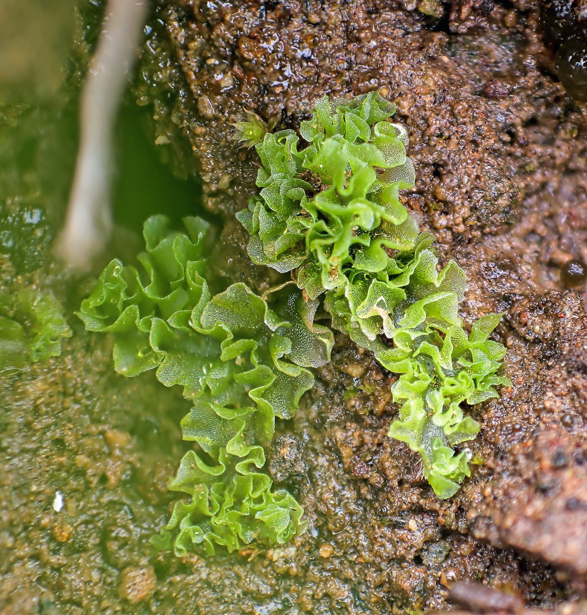 Fossombronia Felswand La Gomera; Fossombroniaceae Lebermoos (1).jpg