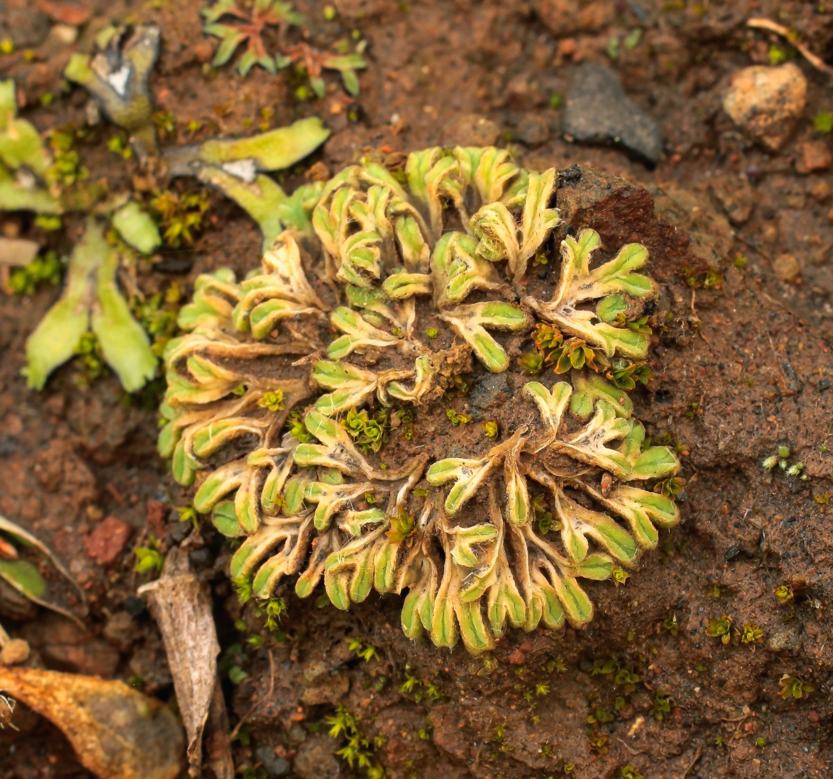 Riccia Los Roques La Gomera; Ricciaceae Lebermoos (1).jpg