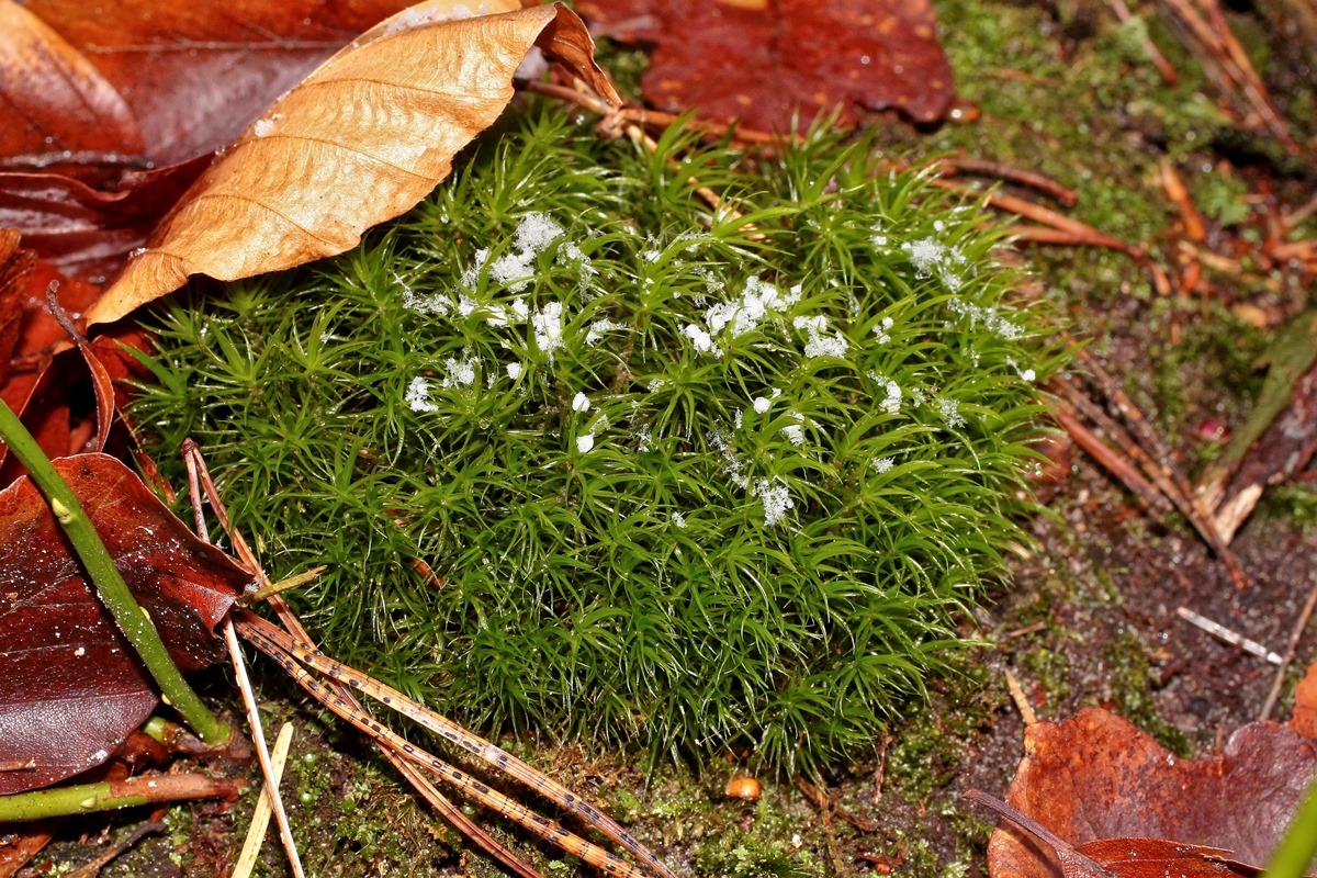 Polytrichum; Moos (1).jpg