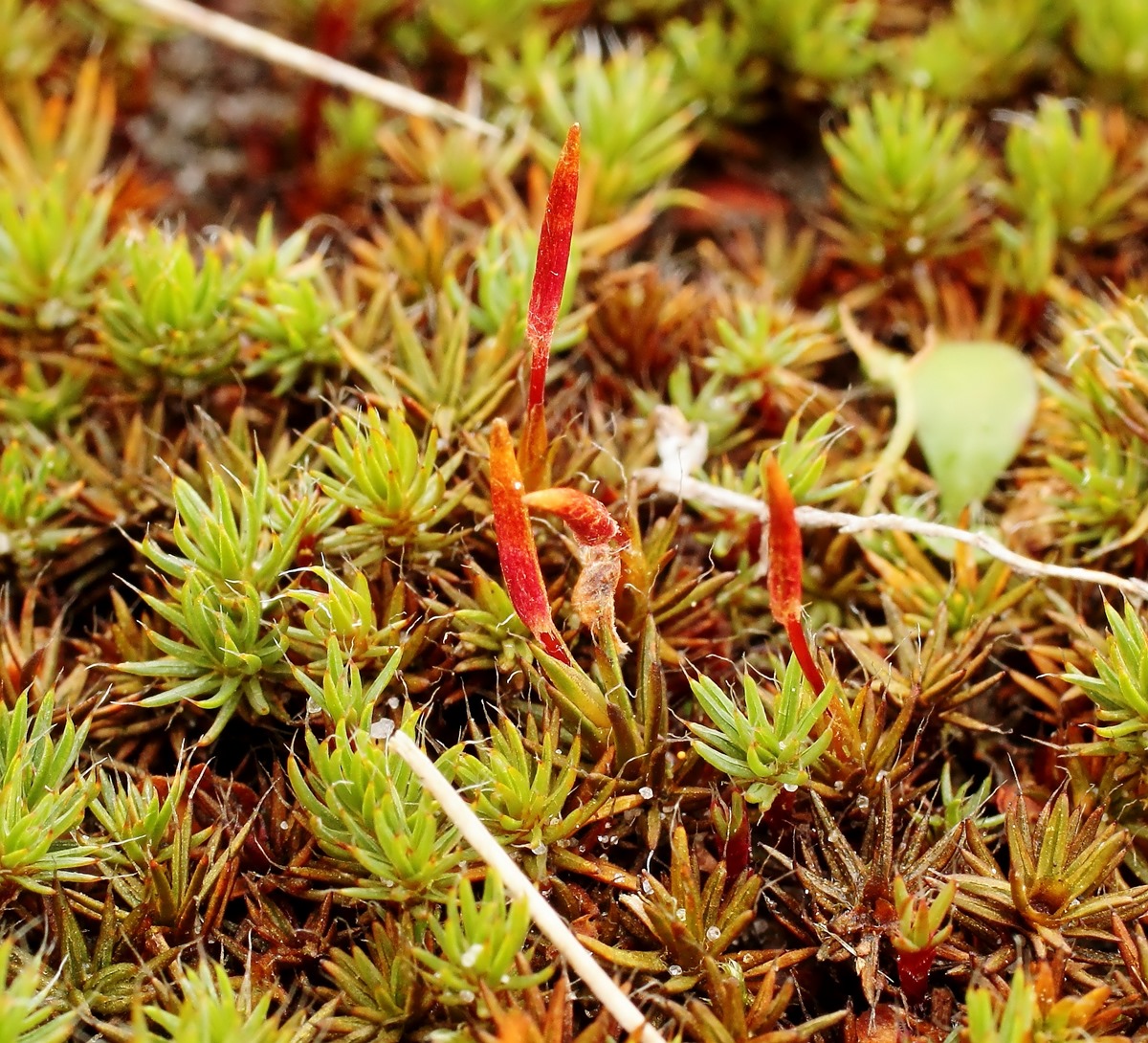 Polytrichum piliferum; Moos (1).jpg