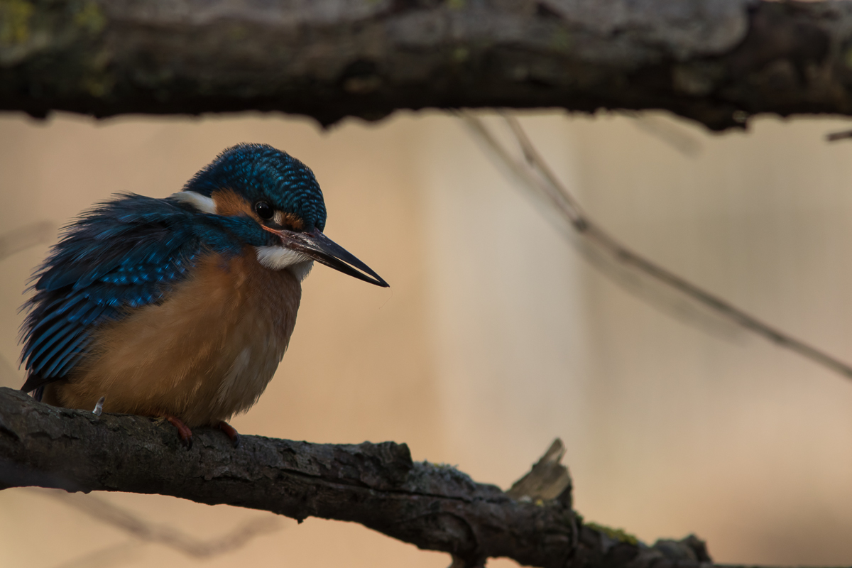 Eisvogel Februar-2.jpg