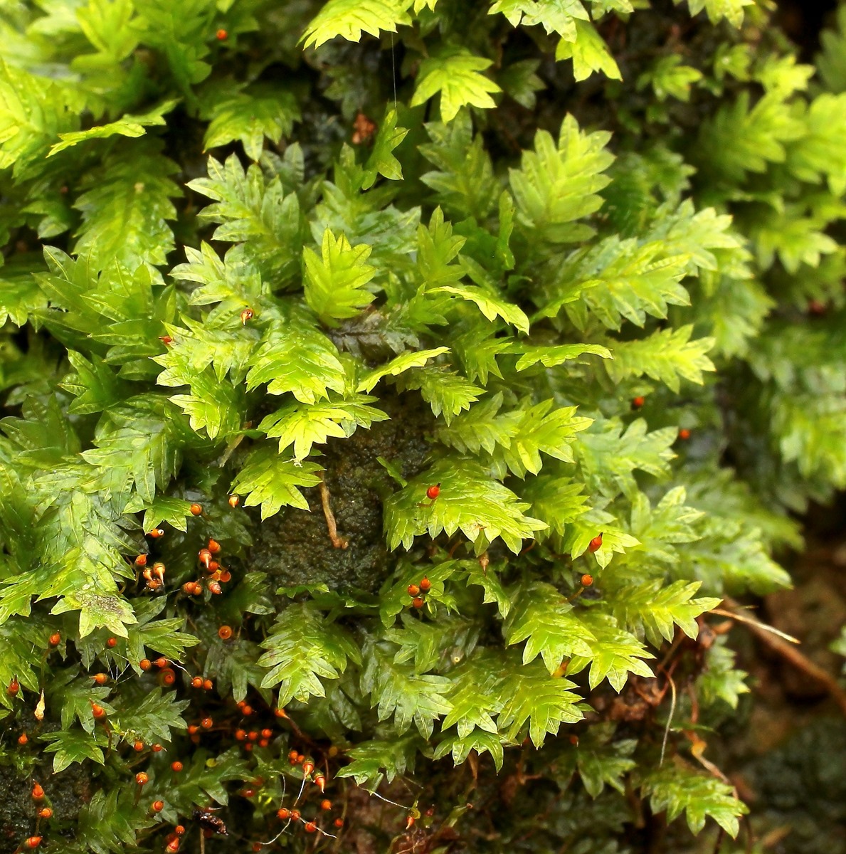 Fissidens taxifolius; Fissidentaceae Moos (2).jpg