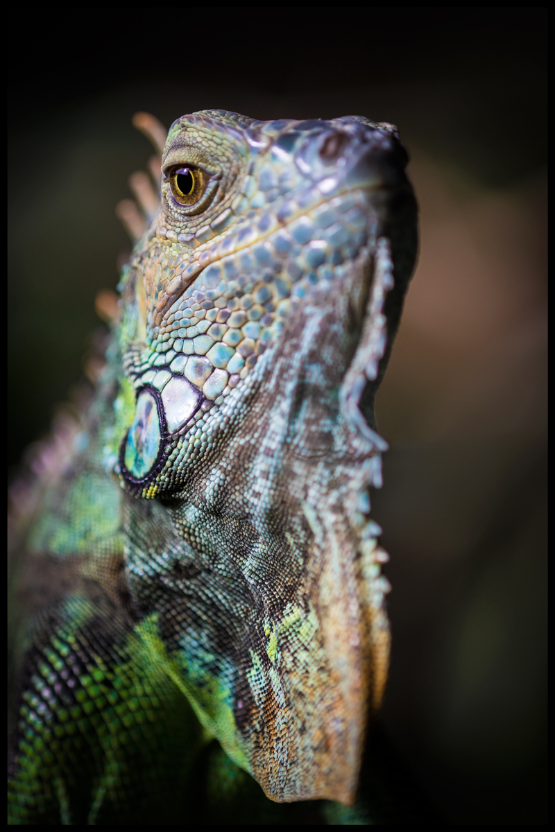 Leguan-Portrait-(1-von-1)-Kopie.jpg