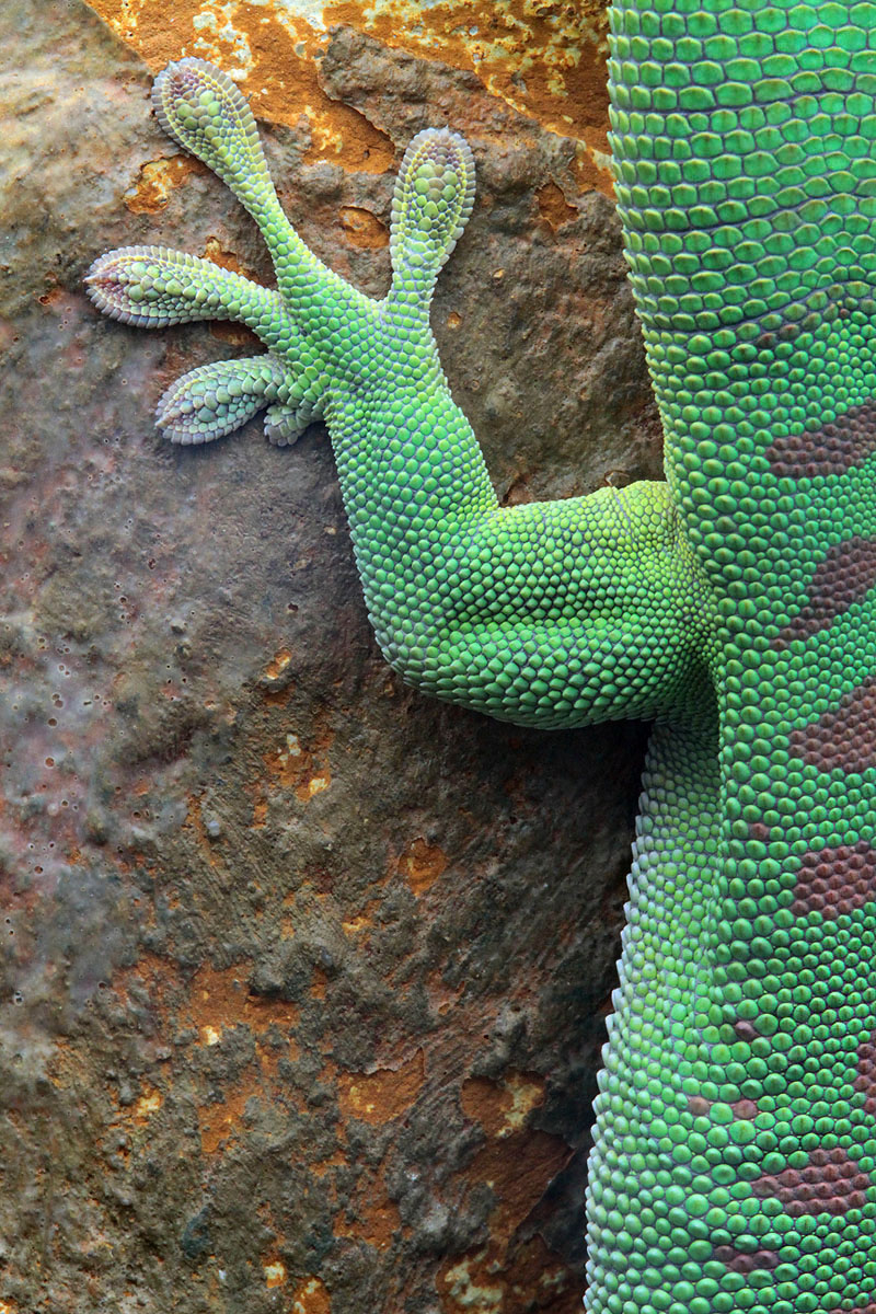 Madagaskar_Taggecko_IMG_9520a.jpg