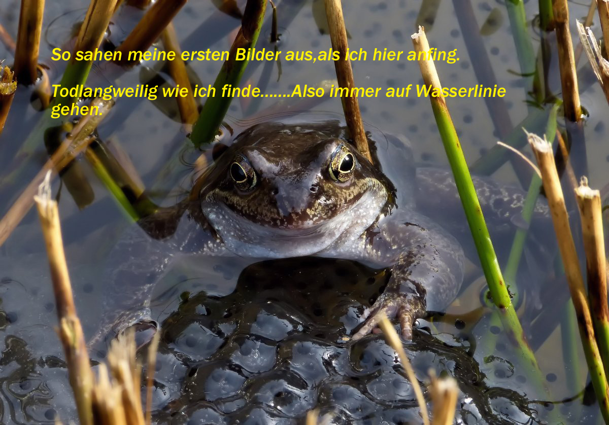 Moorfrosch 1 Kopie.jpg